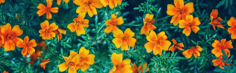 Beautiful yellow red marigold marietta flowers. Dark art moody floral. Natural eco environment organic background. Web banner header for a website.