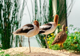 Sticker - Beautiful birds sitting on the ground in the park