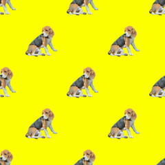 Sticker - Dog beagle, seamless pattern.