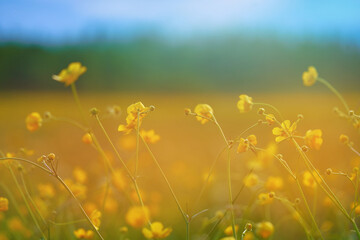 yellow wildflowers on a background of blue sky. shot close up. concept of togetherness of nature.