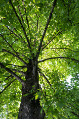 Wall Mural - view of green foliage from the bottom of the tree on a sunny day under the blue sky