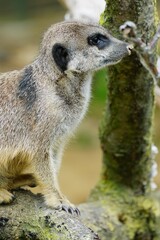 Poster - Closeup shot of a meerkat sitting on a wooden branch