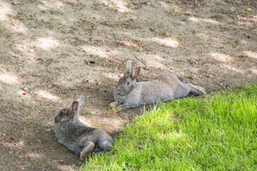 two cute grey rabbits laying flat on the ground near the green grass field under the shade having their nap