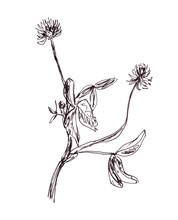 Alsike Clover, Trifolium Hybridum, Clover Pink, Botanical Sketch, Graphic Black And White Pattern