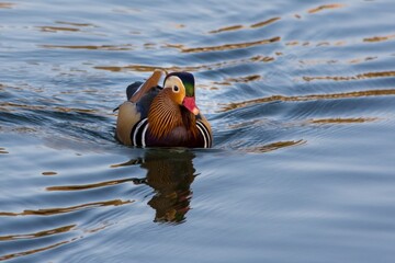 Poster - Closeup shot of a cute mandarin duck swimming in the lake