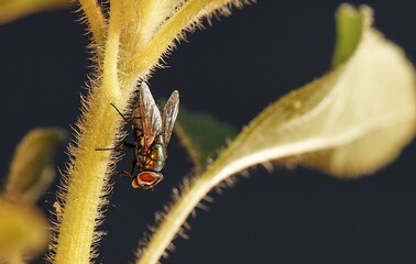 Sticker - Closeup shot of a fly on leaves