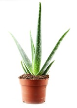 Vertical Closeup Shot Of An Aloe Vera Plant In A Clay Pot Isolated On A White Background