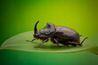 Side view of European Rhinoceros Beetle. Oryctes Nasicornis on a green leaf and flower.