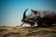 Macro shot of European rhinoceros beetle (Oryctes nasicornis)