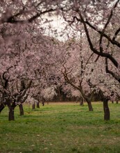 Beautiful Vertical View Of Pink Blossomed Trees  Lined Up On Two Sides In Spring
