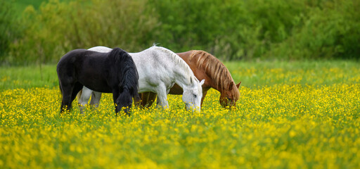 white, black and brown horse on field of yellow flowers