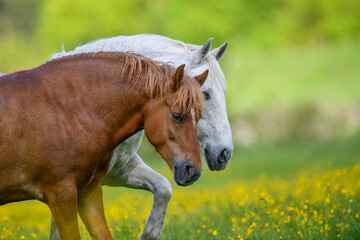 White and brown horse on field of yellow flowers