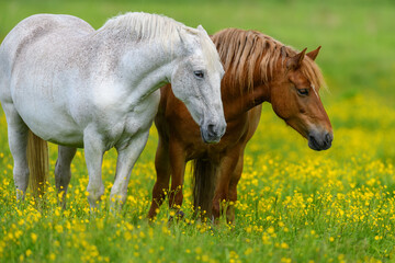 white and brown horse on field of yellow flowers