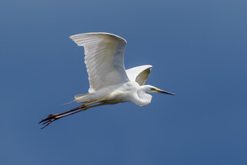 Wall Mural - White heron, Great Egret, fly on the sky background. Water bird in the nature habitat