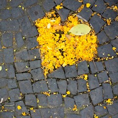 Sticker - Closeup shot of heart-shaped yellow flower petals on the ground in Lisbon, Portugal