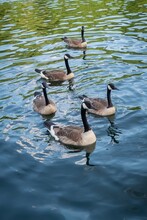Vertical Shot Of Canadian Geese