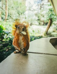 Sticker - Vertical shot of an adorable squirrel eating a corn stick