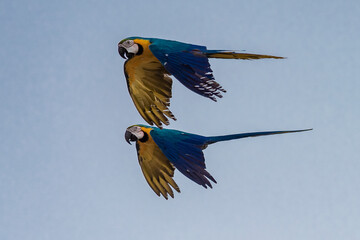 Guacamayas en Caracas 1