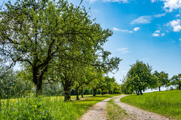 Fantastic hiking on northern Lake Constance