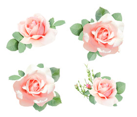 Wall Mural - Set of rose with pink flowers and green leaf