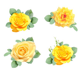 Wall Mural - Set of rose with yellow flowers and green leaf