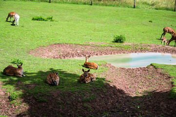 A beautiful shot of deers on green grass at the zoo on a sunny day