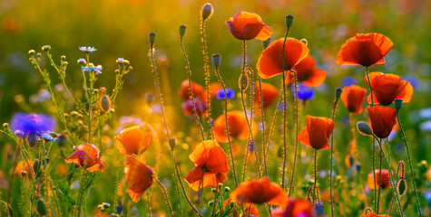 Wall Mural - blooming wild flowers and herbs in a meadow in the light of the setting sun