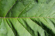 © Agata - One big burdock leaf in close up in full frame.