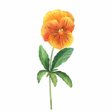 The Orange Garden Bicolor Pansy Flower (Viola Tricolor, Pedunculata, Heartsease, Violet, Kiss-me-quick) With Leaves. Hand Drawn Botanical Watercolor Painting Illustration Isolated On White Background
