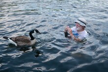 Man Feeding The Canadian Snow Geese While Swimming In Cheat Lake In Morgantown