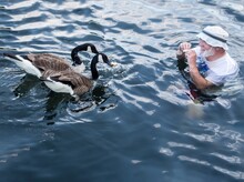 Man Feeding The Canadian Snow Geese While Swimming In Cheat Lake In Morgantown