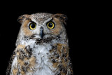 Fototapeta Zwierzęta -  Portrait of a Great Horned Owl on the black backround. (Bubo virginianus) is a stout and large bird, one of many members of the genus Bubo. It inhabits North, Central and South America