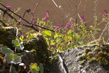 Poster - Closeup shot of cute flowers near some rocks covered with moss under the sunlight