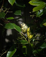 Sticker - Vertical closeup of a yellow Canada Warbler on a branch