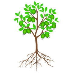 Canvas Print - Feijoa tree with fruits and roots on a white background.