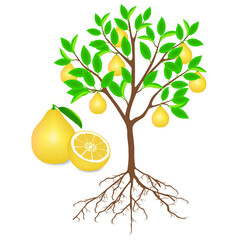 Canvas Print - Pomelo tree with roots and fruits on white.