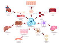 Illustration Of The Human Stem Cell Applications On A White Background