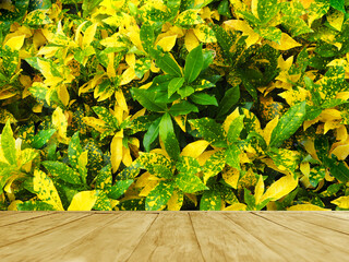 Wall Mural - Empty top wooden table on colorful Codiaeum variegatum tree in garden for background