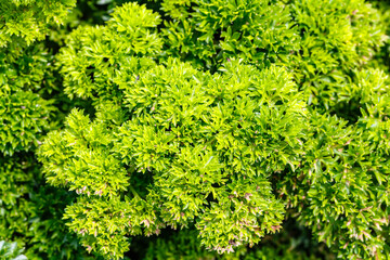 Sticker - Green Bush of curly parsley  (Petroselinum), closeup macro. Kitchen herb garden with fresh parsley leaves  