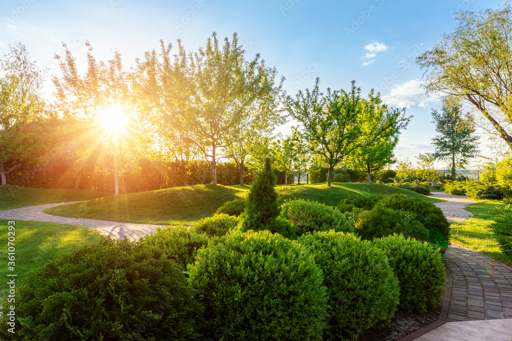 Generic green fresh round spheric boxwood bushes wall with warm summer sunset light on background at ornamental english garden at yard. Early autumn green natural landscape park background - obrazy, fototapety, plakaty 