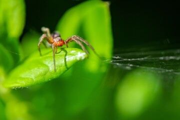 Canvas Print - Closeup shot of spider on its web