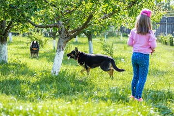 Poster - German shepherd dogs playing with a toy on the grass