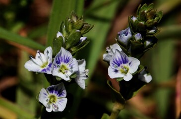 Sticker - Shallow focus shot of forget-me-not  flowers in a blurry background