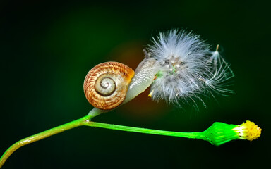 Close up  beautiful Snail in the garden