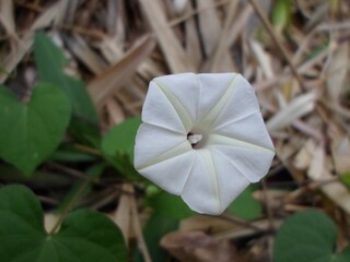 Sticker - Shallow focus shot of a beautiful beach white moonflower in a blurry background