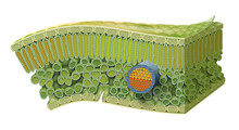 Cellular Structure Of Leaf. Internal Leaf Structure A Leaf Is Made Of Many Layers That Are Sandwiched Between Two Layers Of Tough Skin Cells (called The Epidermis).