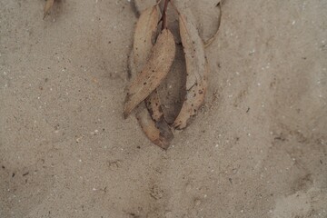 Poster - Closeup picture of dry leaves in beige sand under the sunlight