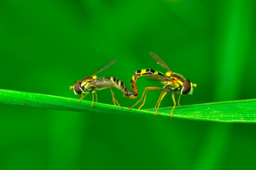 Macro shot of a hoverfly in the garden