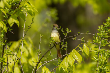 Canvas Print - Great crested flycatcher on the state park