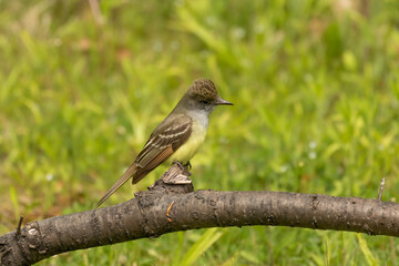 Poster - Great crested flycatcher on the state park